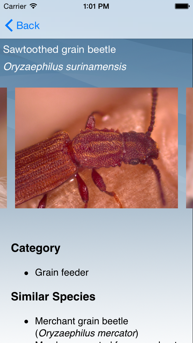 Insects in Stored Grain