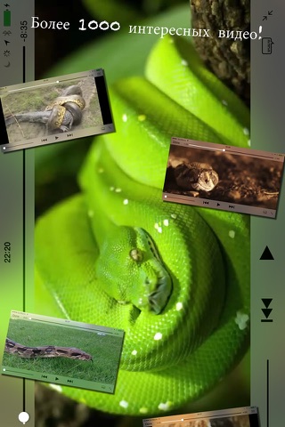 THE SNAKES screenshot 2