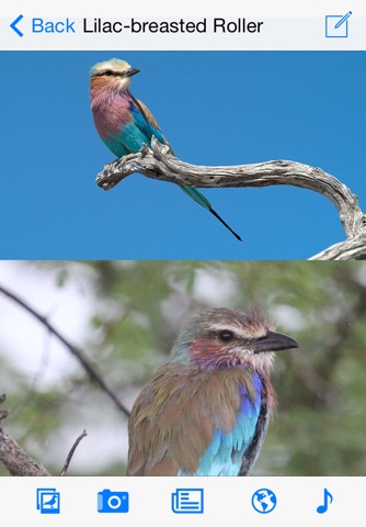 Sasol eBirds of the Kruger National Parkのおすすめ画像2