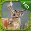 Stag Deer Simulator - HD