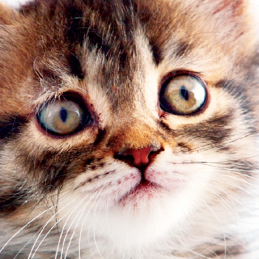 Cat Breeding For Beginners icon