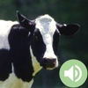 Animal Sounds: Farm