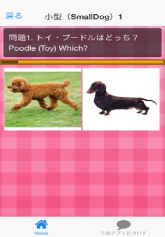 犬種クイズDog breed Quiz screenshot 2