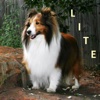 iPet Memorial Lite - The Memory of Your Dog, Cat or Other Precious Pet Can Remain and Be Shared With Others