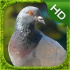 Pigeon Simulator - HD