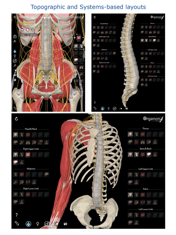 3D Organon Anatomyのおすすめ画像1