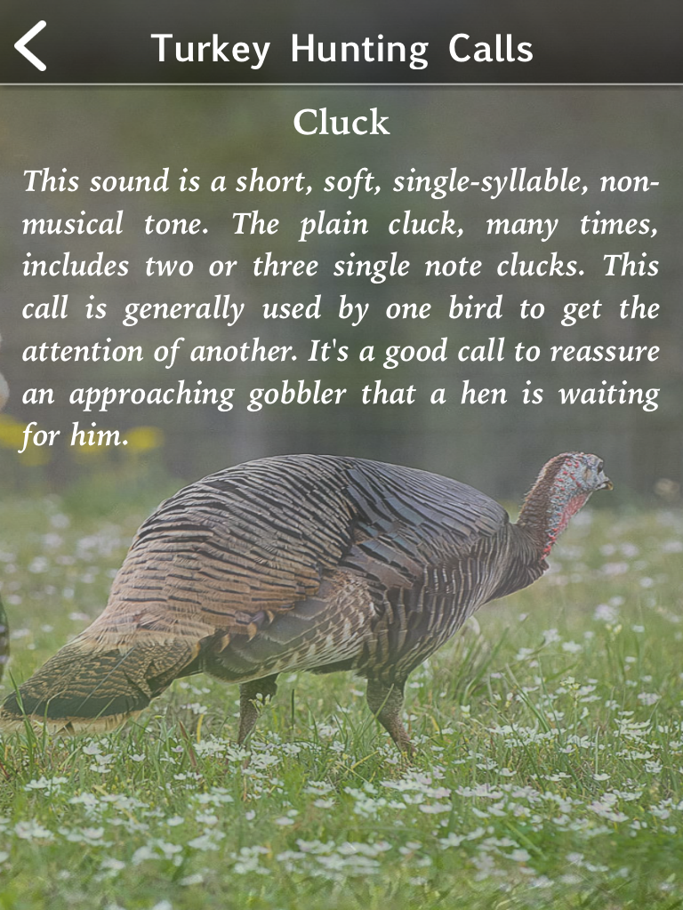 Turkey Hunting Calls!