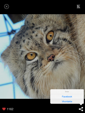 Daily cat photos - Cotolog iPad screenshot 4 - Entertainment app