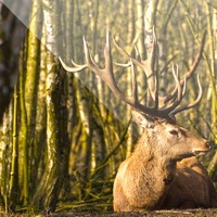  Easy Deer Hunting Calls: Sound Alternative