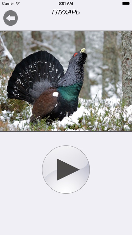 Птицы России - золотые голоса родной природы (free version)