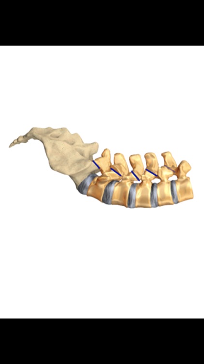 mLumbarAnatomy