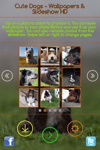 Cute Dogs - Wallpapers & Slideshow HD screenshot 3