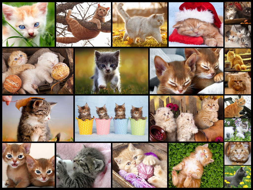 Cute Cats - Real Cat and Kitten Picture Jigsaw Puzzles Games for Kids screenshot 6