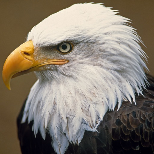 Bald Eagle Cams Icon