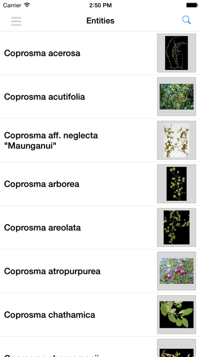 NZ Coprosma Keyのおすすめ画像3