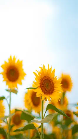 Game screenshot Landscapes of the flower hack