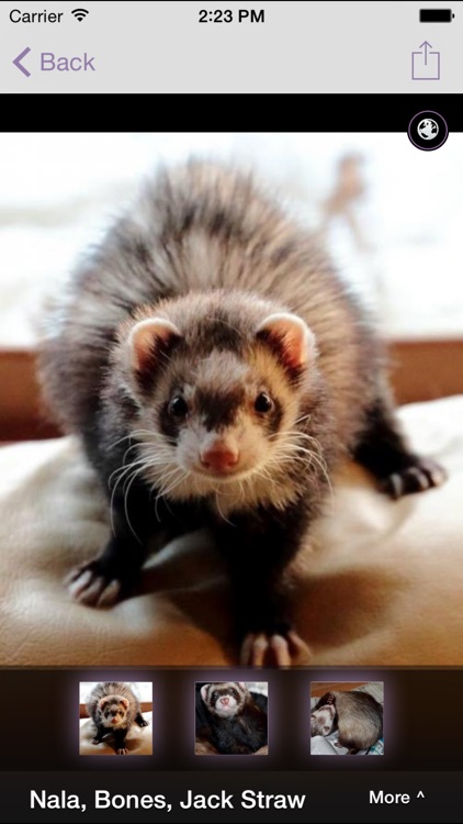 CritterRescue
