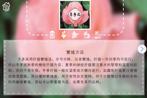 Handbook For Domestic Horticulture--Ornamental Flowers and Plants screenshot 4