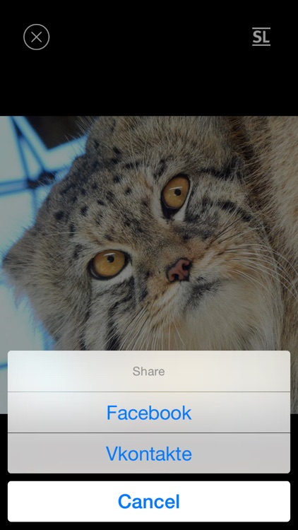 Daily cat photos - Cotolog screenshot-3