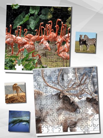 Animal Puzzle Game HD iPad screenshot