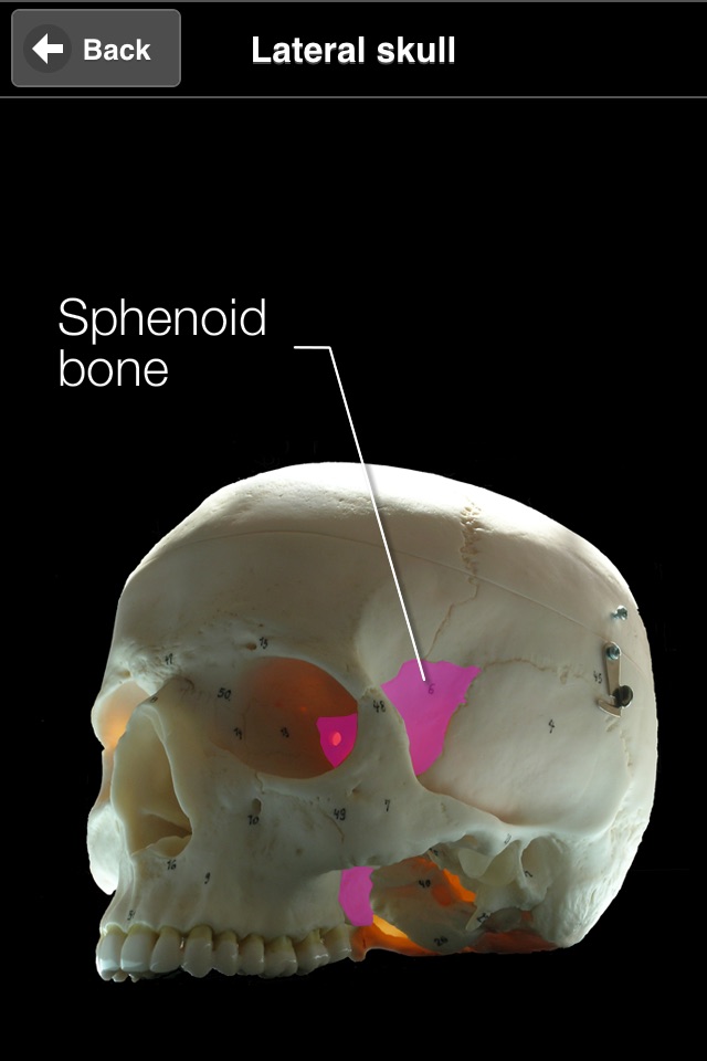 Skull Osteology screenshot 2