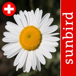 Blütenpflanzen Schweiz Blumen, Sträucher, Bäume