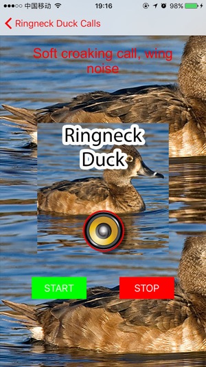 Real Ringneck Duck Calls & Sounds(圖3)-速報App