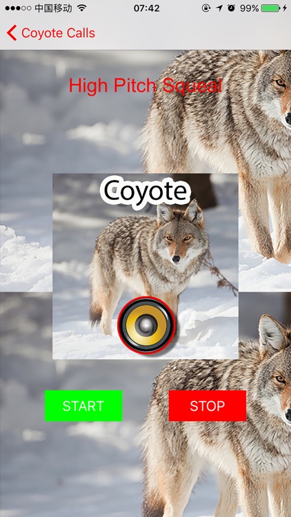 Real Coyote Hunting Calls & Sounds