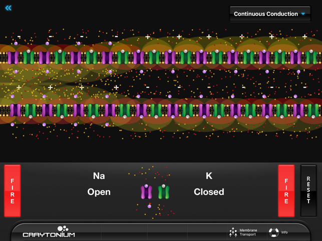 Craytonium Interactive Neurophysiology(圖4)-速報App