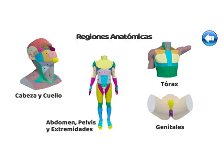 Regiones Anatómicas RA