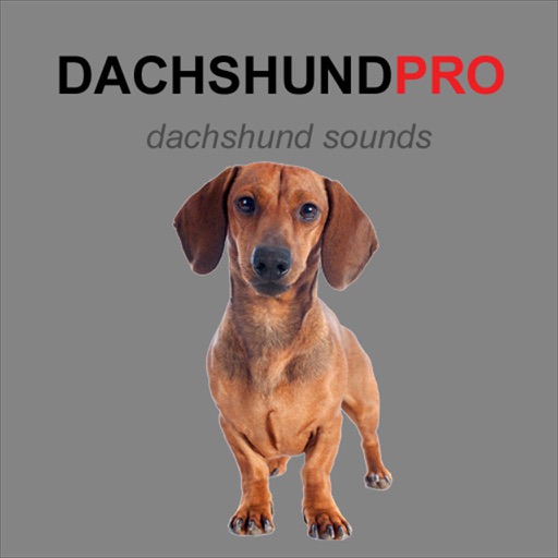 Dachshund Dog Sounds