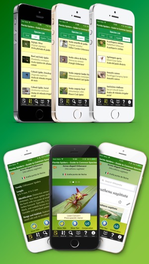 Florida Spiders - Guide to Common Species(圖3)-速報App