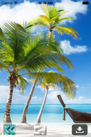 Beautiful Palm Tree Wallpapers (HD) - Backgrounds screenshot 4