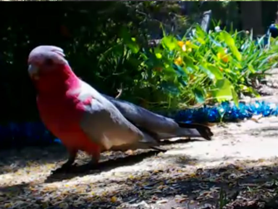 Live Bird Watching iPad screenshot