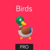 Birds Flashcard for babies and preschool Pro