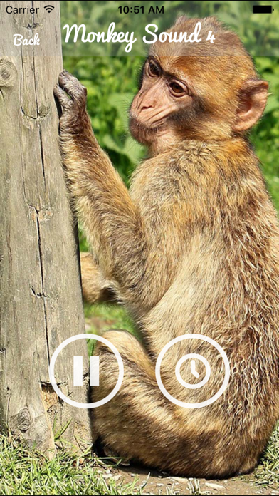 Screenshot #3 pour Monkey Sounds - Funny Sounds for kid