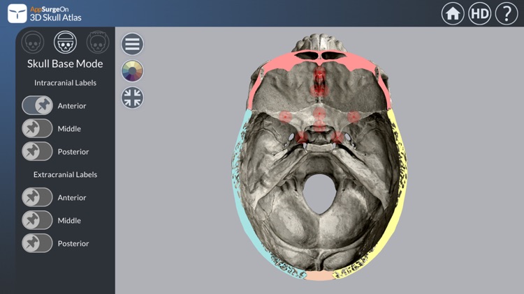 3D Skull Atlas