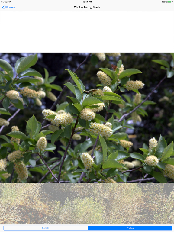 Craters of the Moon - Flowers iPad screenshot 4 - Travel app