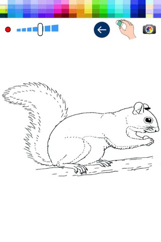 Paint and Drawing Squirrels For Toodle screenshot 2