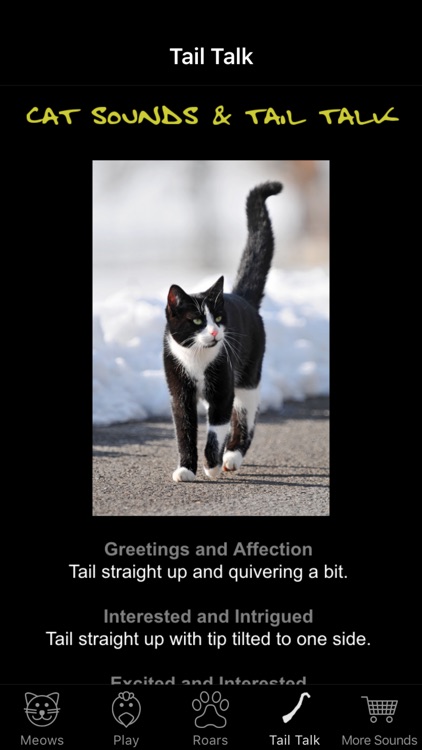 Cat Sounds & Tail Talk - Meows, Toy & Translator