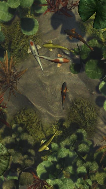 Koi Pond Live HD