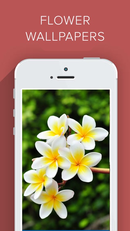 Beautiful Flower Wallpapers HD