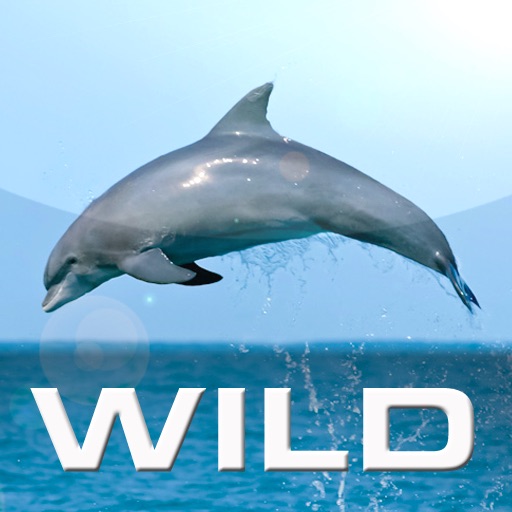 Wild Dolphins