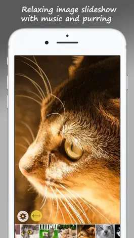 Game screenshot MeowPix: Relaxing Cat Slideshow with Music apk