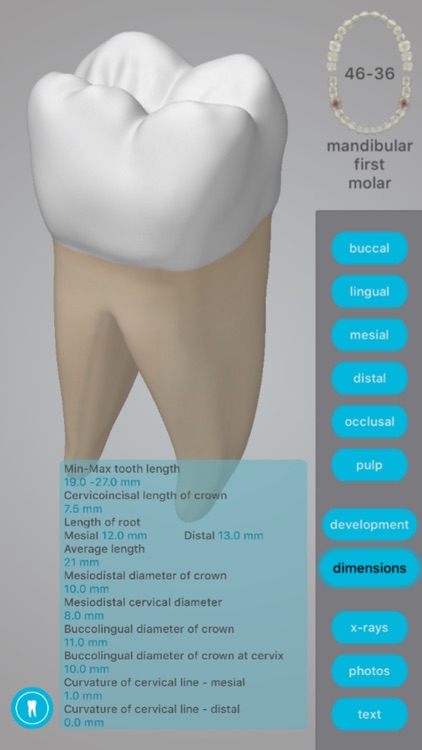 Dental Corpus Anatomy screenshot-3