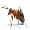 Ant Smasher-USA