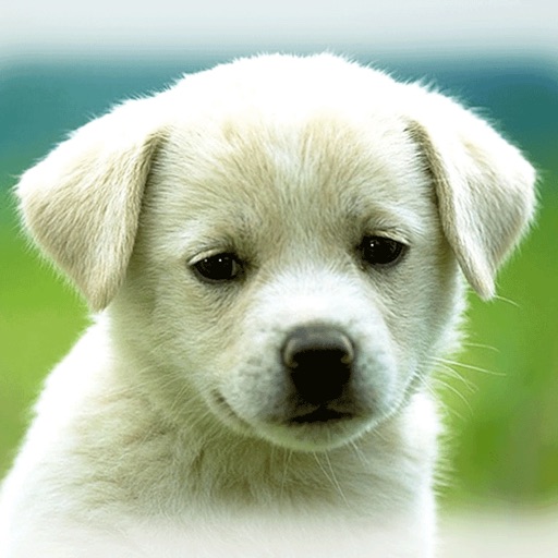 Cute Puppies Wallpapers  - dog pictures for free! icon
