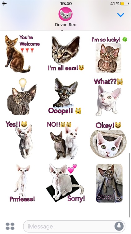 Devon Rex