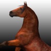 Horse  Race - Tiny Pony Horse Riding - iPadアプリ