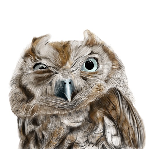 Owl - Daily Moods
